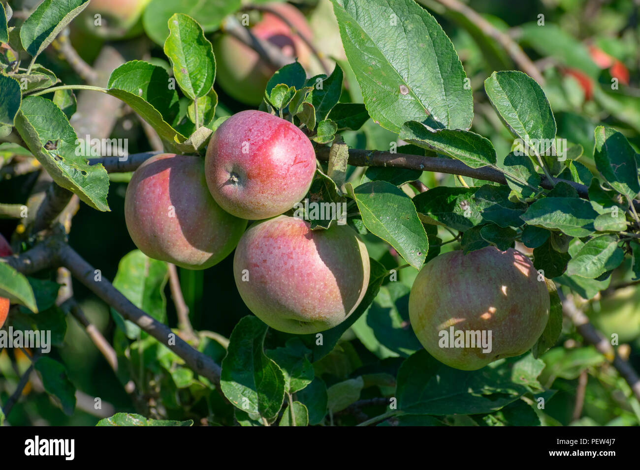 Apples growing on the trees in the garden Stock Photo - Alamy