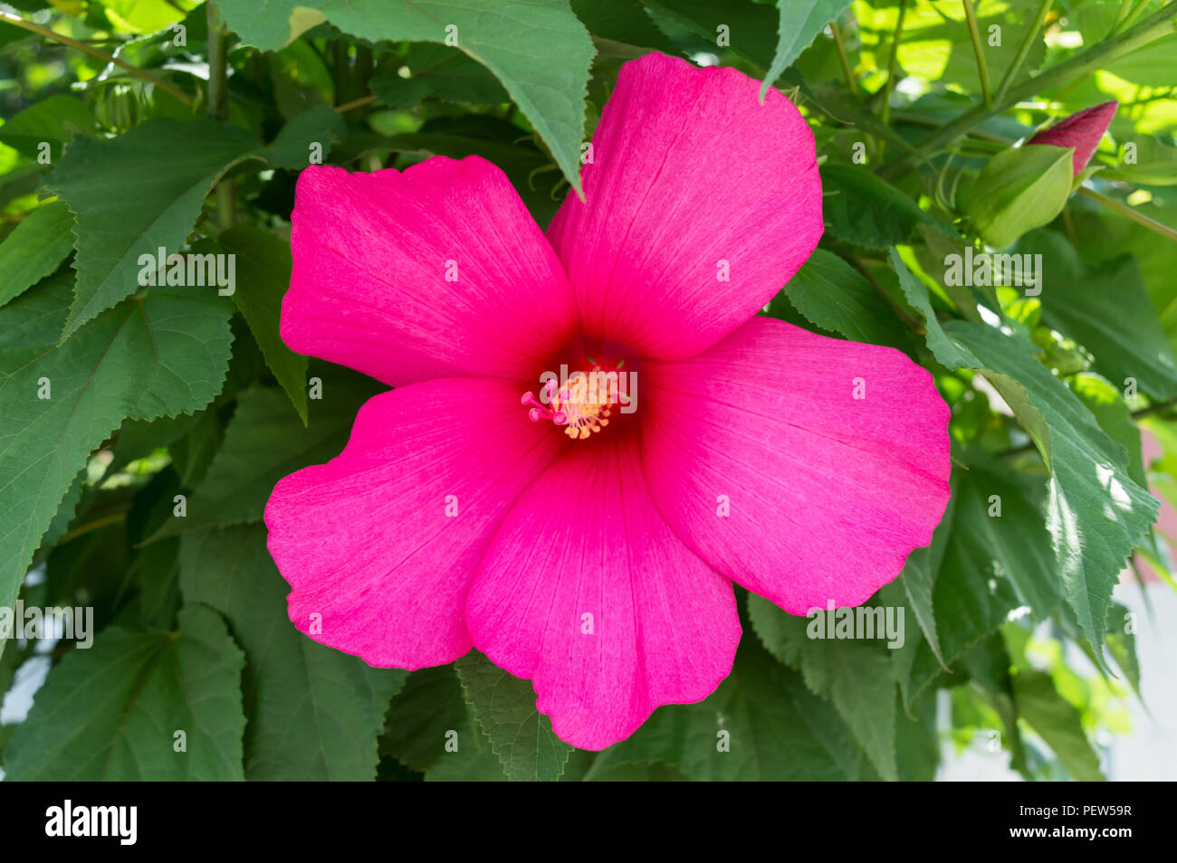 Hibiscus. Shrub with a large pink flower. Closeup Stock Photo Alamy