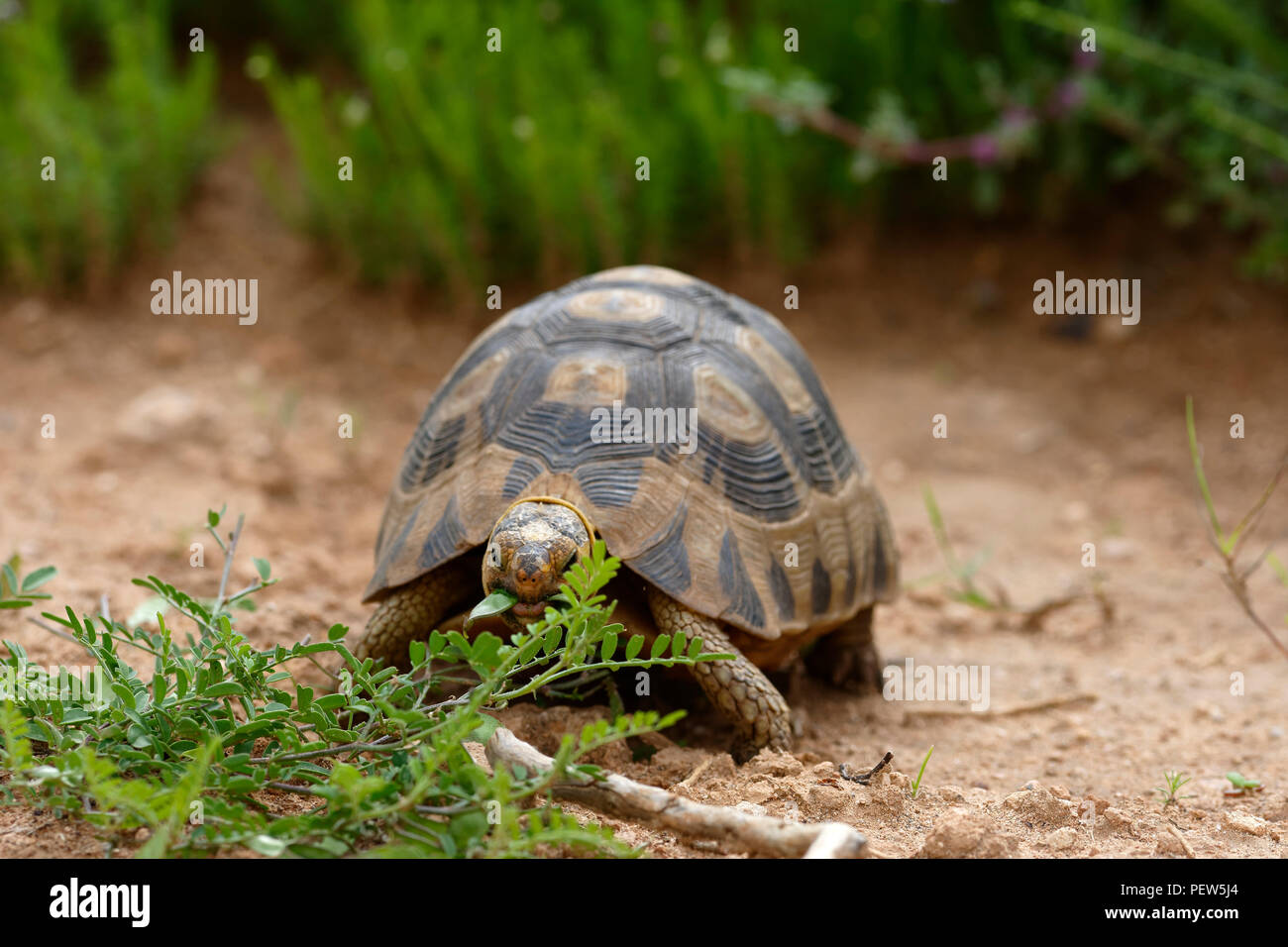 Leopard Tortoise, Addo Elephant National Park, Eastern Cape, South ...