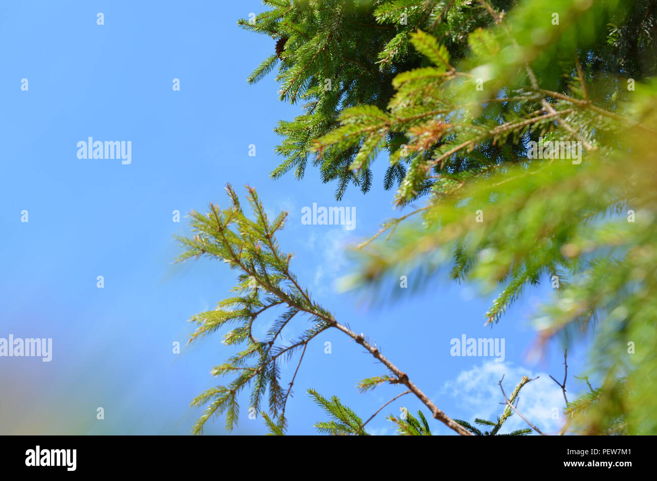 green sprig of spruce pine tree closeup in the forest Stock Photo - Alamy