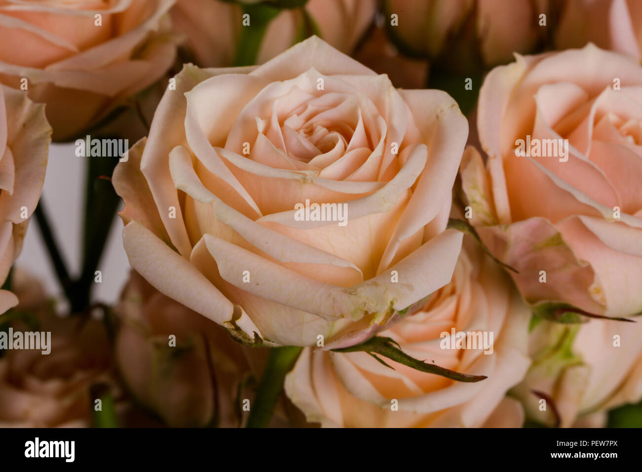 Pink roses bouquet isolated on white background Stock Photo - Alamy