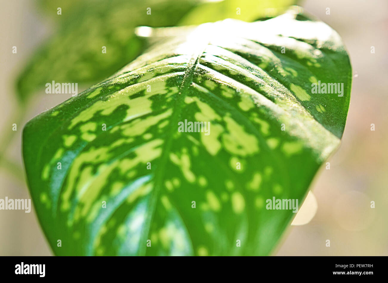 green leaves of plant dieffenbachia close up toned Stock Photo