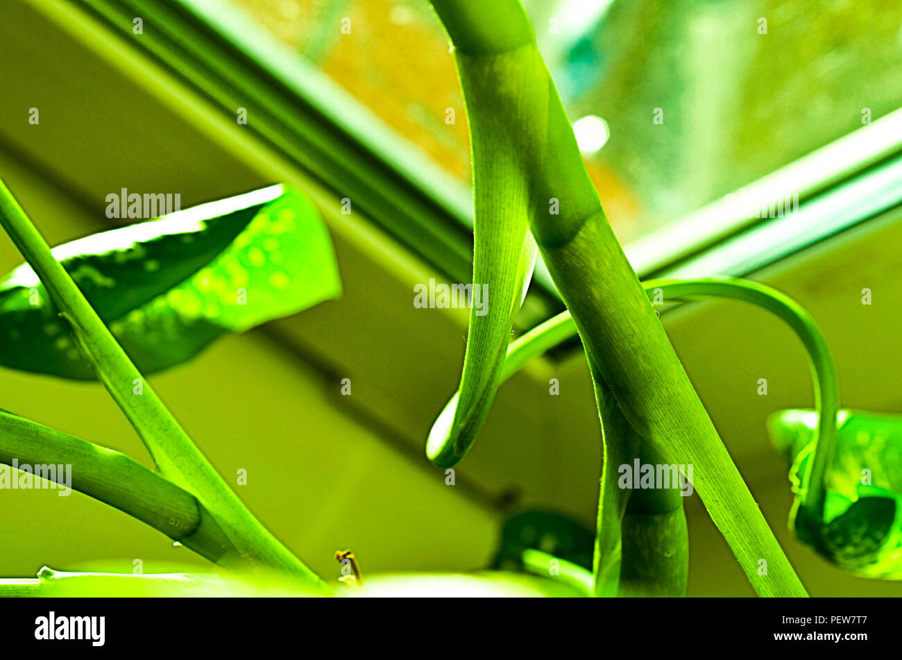 green leaves of plant dieffenbachia close up toned Stock Photo