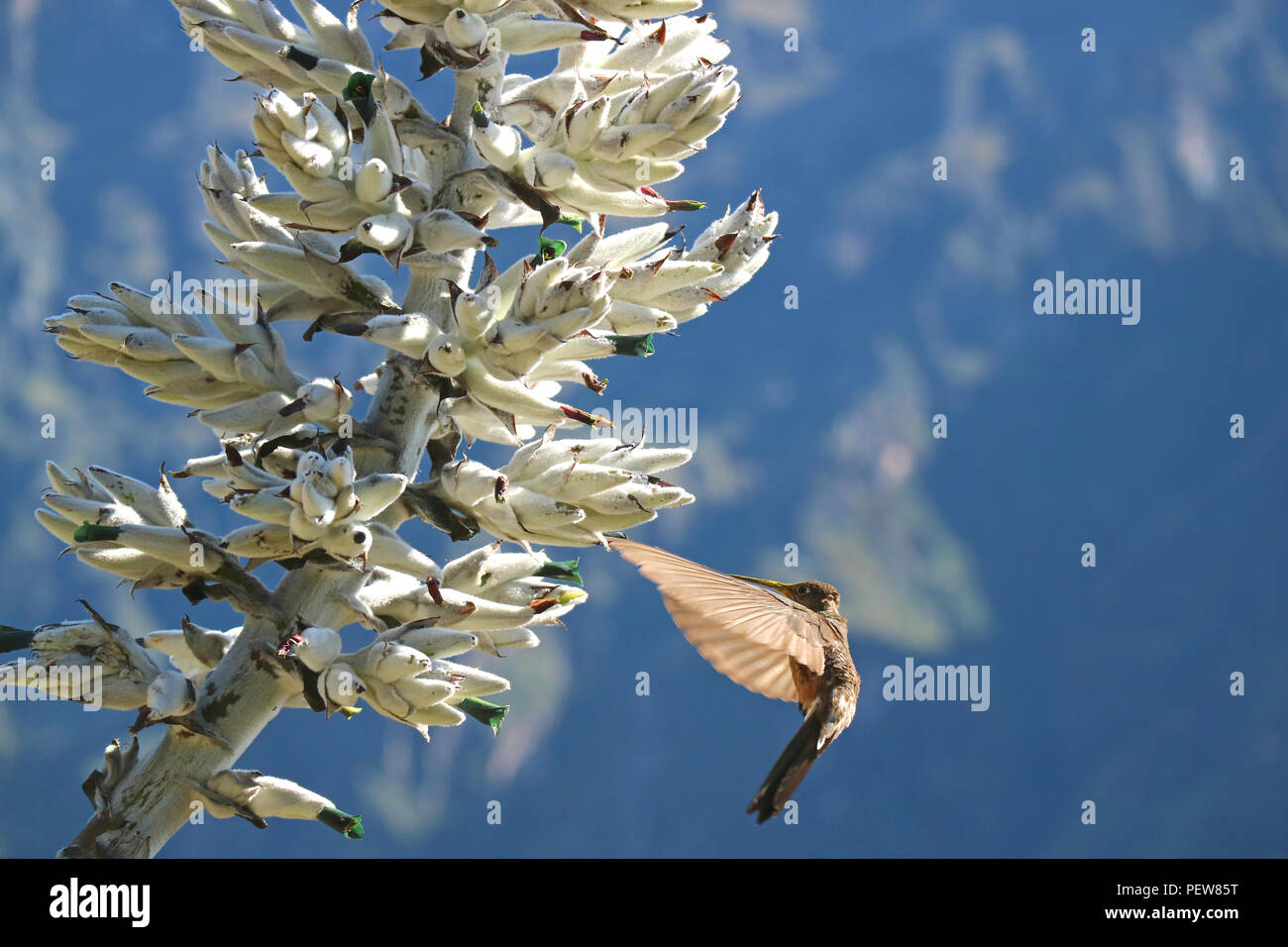 Big Hummingbird Approching Puya Weberbaueri Flower at Colca Canyon in Arequipa Region, Peru, South America Stock Photo