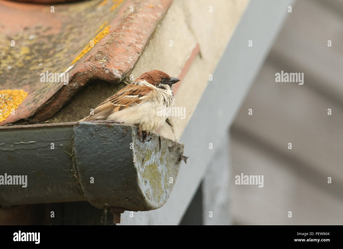 Sparrow Nest Building Stock Photos & Sparrow Nest Building Stock Images