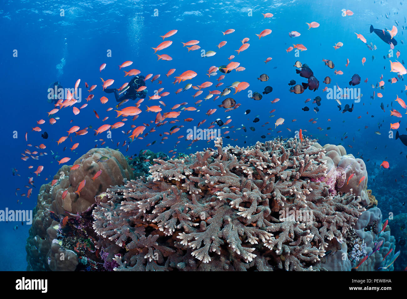 Hard corals, schooling anthias and other reef fish dominate this Indonesian reef scene with divers (MR), Crystal Bay, Nusa Penida, Bali Island, Indone Stock Photo