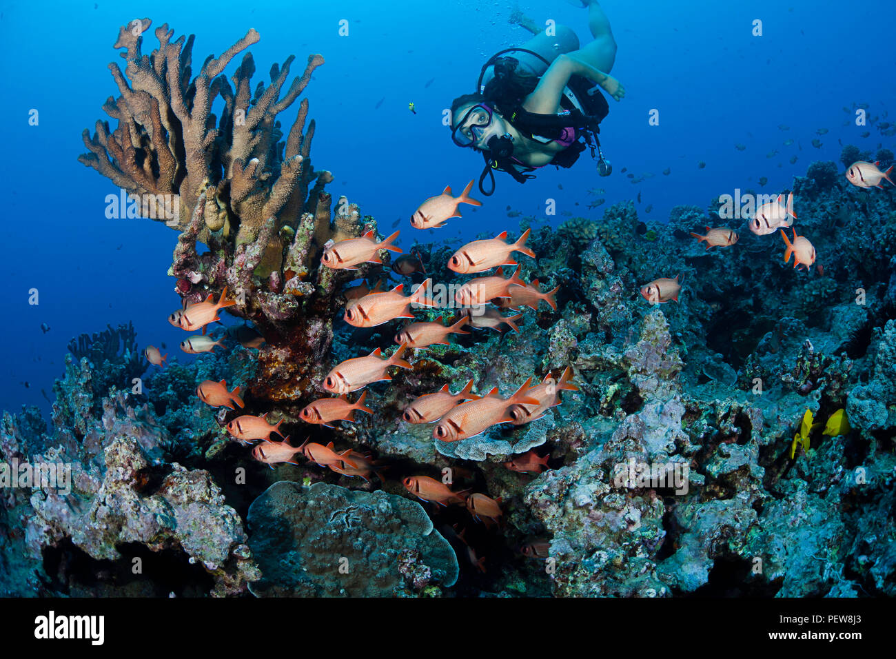 Diver (MR) and a school of shoulderbar soldierfish, Myripristis kuntee.   Hawaii. Stock Photo