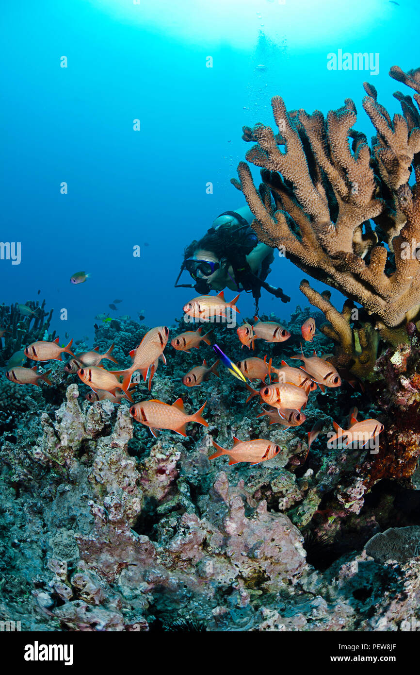 Diver (MR) and a school of shoulderbar soldierfish, Myripristis kuntee.  Hawaii. Stock Photo