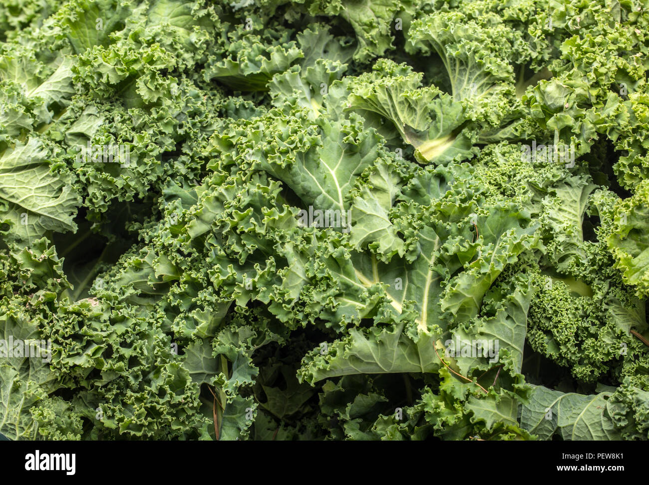 A healthy fresh curly kale Stock Photo Alamy