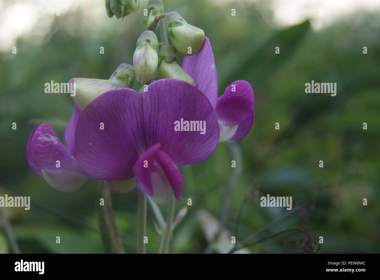 fleur en france Stock Photo Alamy
