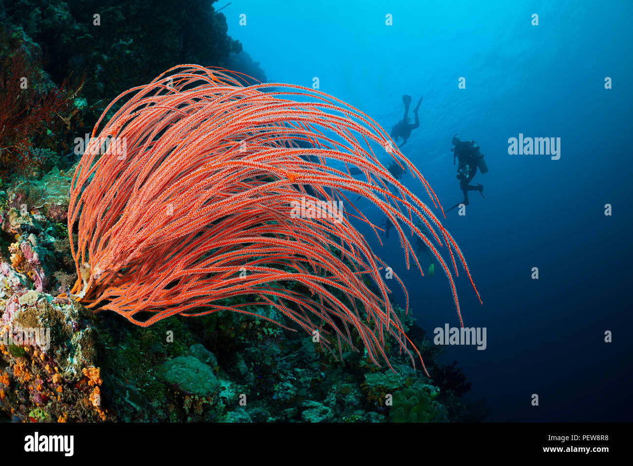 Divers and whip coral, Ellisella ceratophyta, on an Indonesian reef. Stock Photo