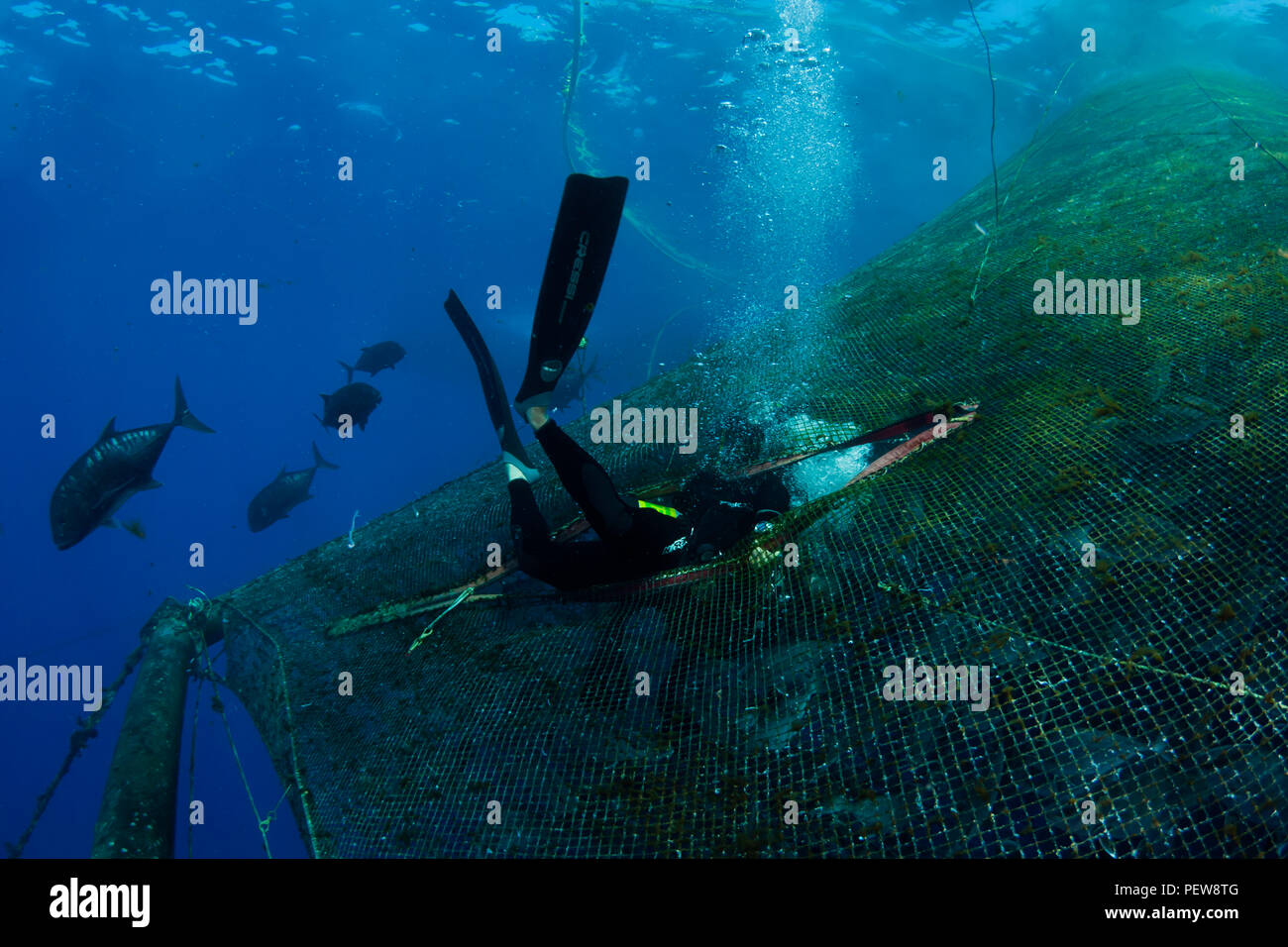 A diver (MR) entering a pen filled with almaco jack, Seriola rivoliana, at a fish farm off The Big Island, Hawaii. Stock Photo