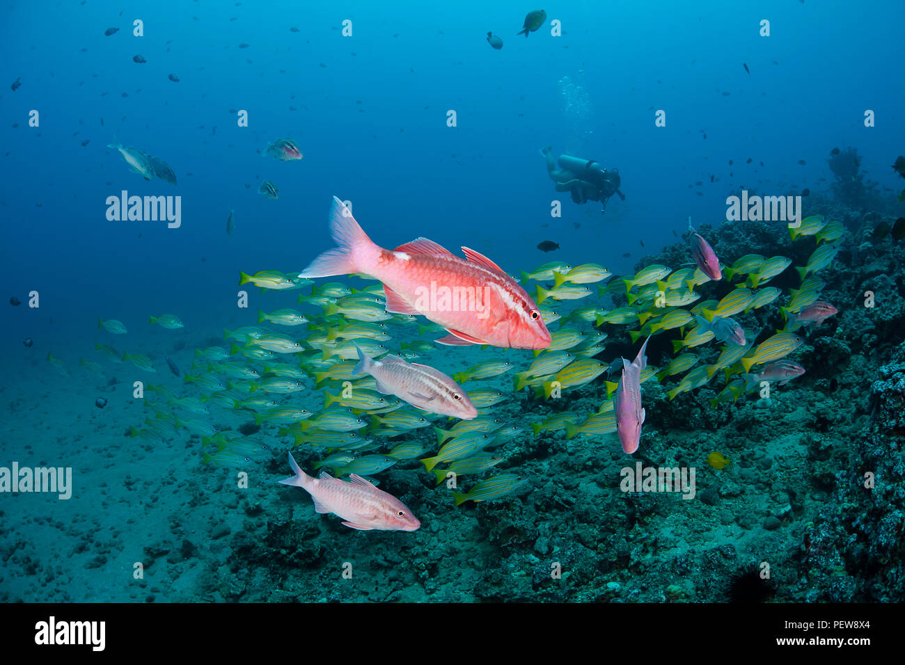 The whitesaddle goatfish, Parupeneus porphyreus, in the foreground is endemic to Hawaii.  Behind the goatfish are a school of bluestriped snapper, Mau Stock Photo