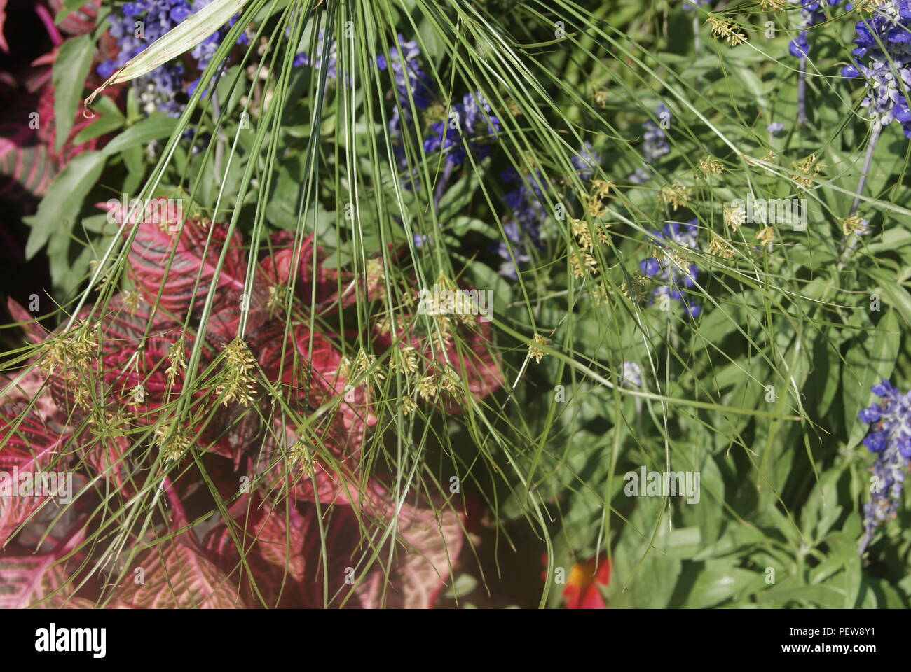 plante en france Stock Photo Alamy