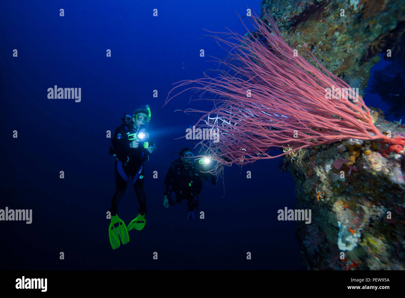 Divers (MR) and a tree of whip coral, Ellisella ceratophyta, on a reef wall in Palau, Micronesia. Stock Photo