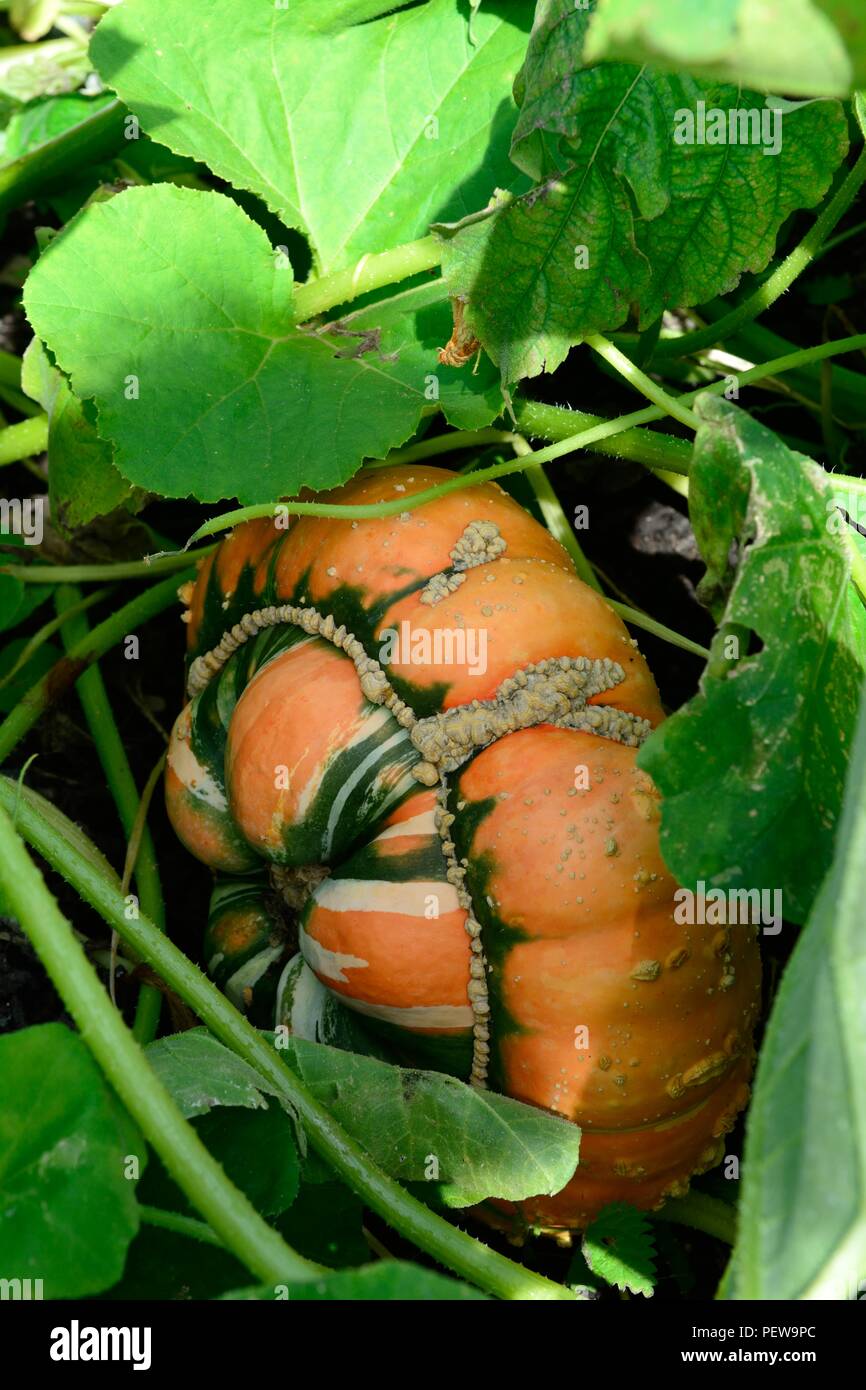 Cucurbita maxima Turks Turban pumpkin squash growing in an organic garden Stock Photo
