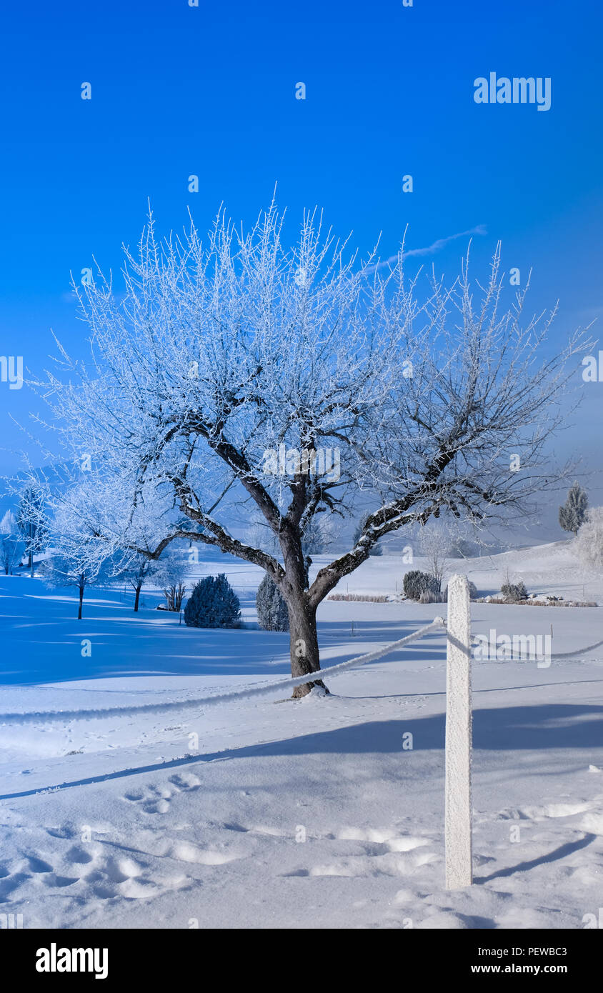 Portrait view of a tree with frozen branches, with blue sky and snow in the surroundings Stock Photo