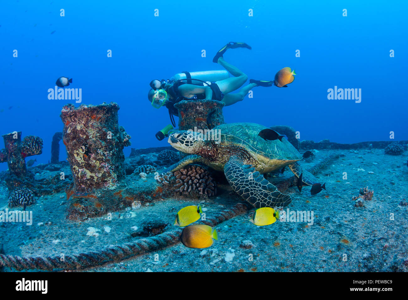 A diver (MR) and green sea turtle, Chelonia mydas, on the wreck of the YO-257 off Waikikik Beach, Oahu, Hawaii. Stock Photo