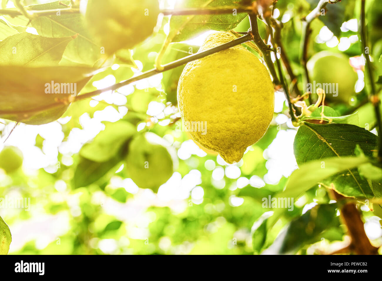 close-up of ripe lemon fruit on lemon tree Stock Photo