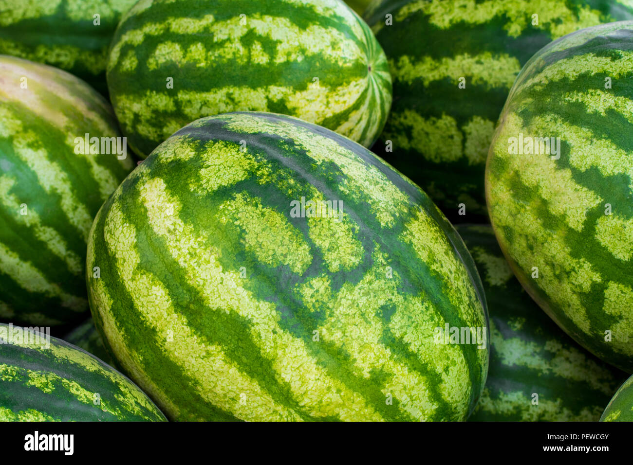 Close up of a pile of beautiful delicious green watermelons on the ...