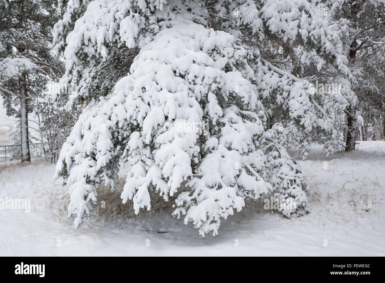 Snow covered pine tree branches in winter forest Stock Photo - Alamy