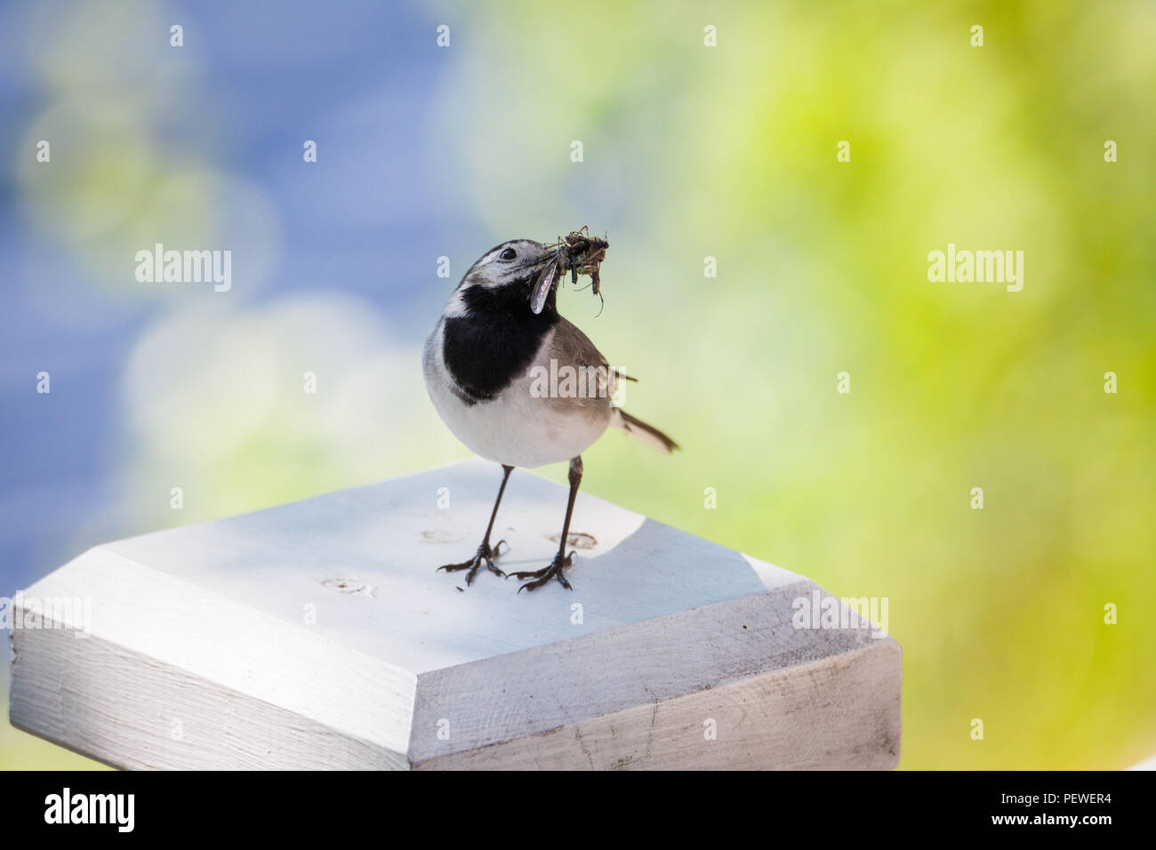 Wagtail bird with insects in beak Stock Photo - Alamy