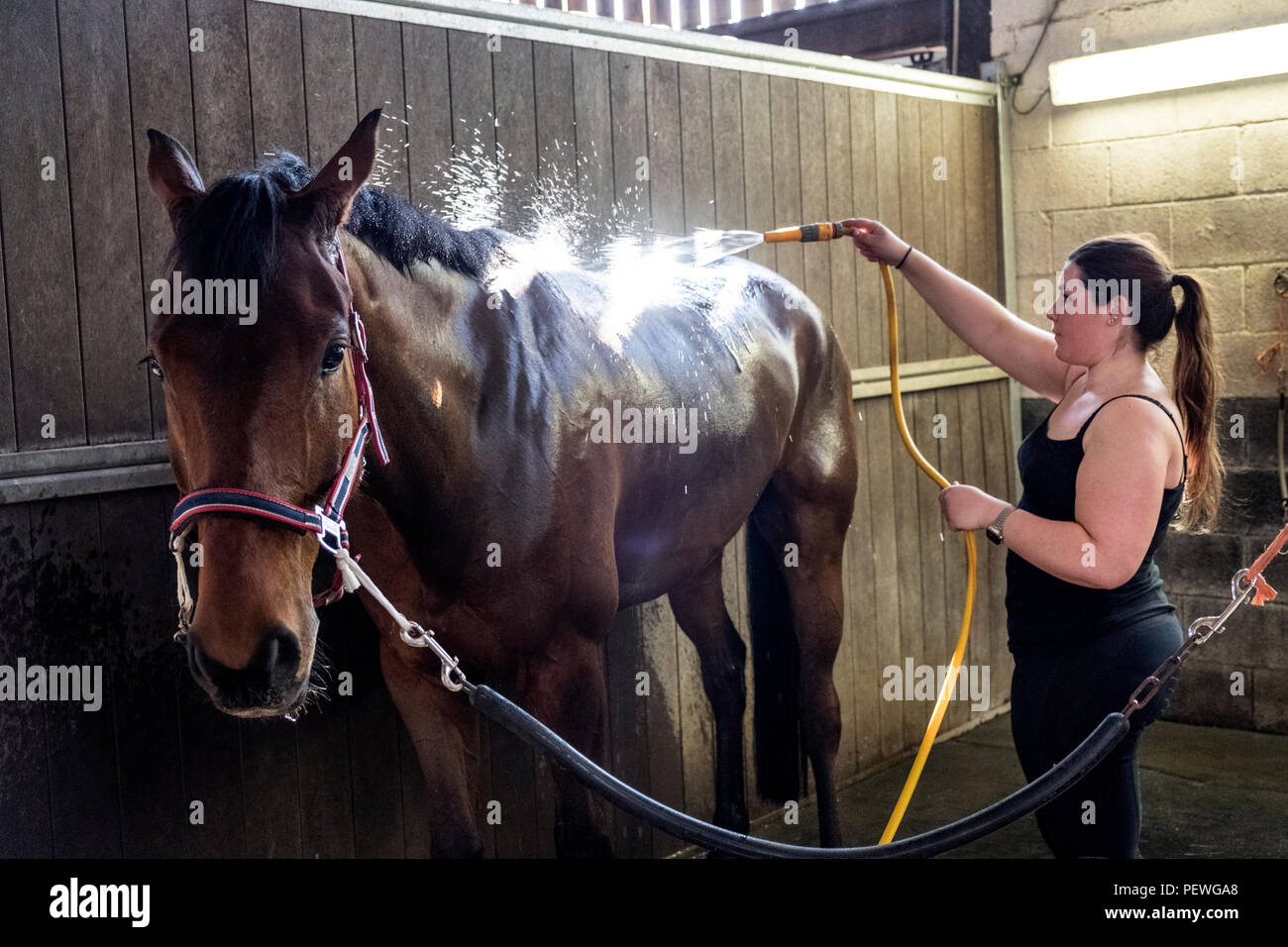 Young woman washing horse hires stock photography and images Alamy