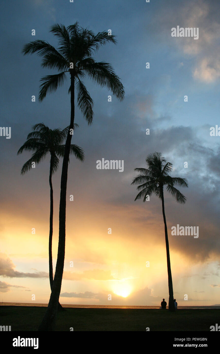 Hawaii oahu palm trees hi-res stock photography and images - Alamy