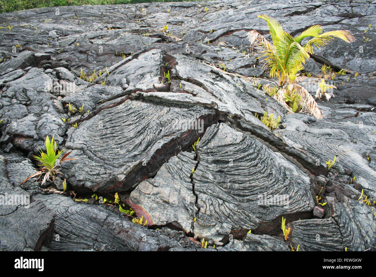 Lava flow with plants growing, Kilauea Volcano, Big Island, Hawaii, USA
