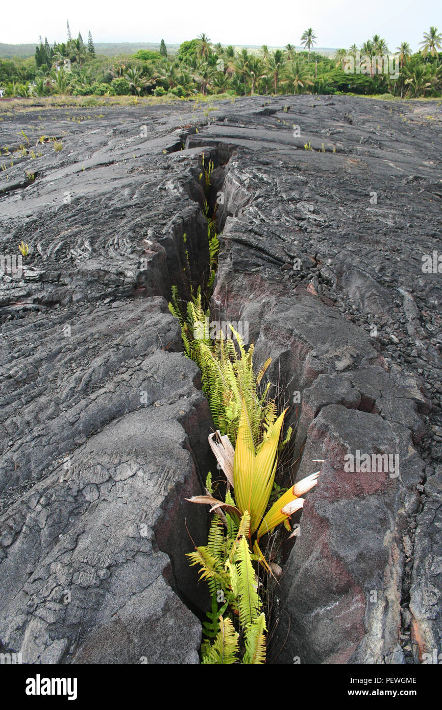 lava flow with plants growing, Kilauea Volcano, Big Island, Hawaii, USA