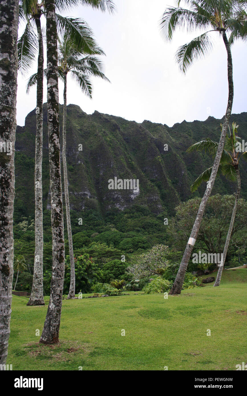 Palm trees, Kahana Bay garden, North Shore of Oahu Hawaii Stock Photo