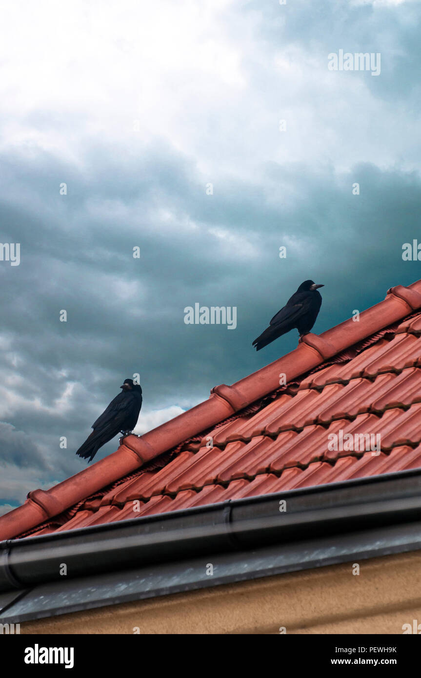 two crows on a roof Stock Photo