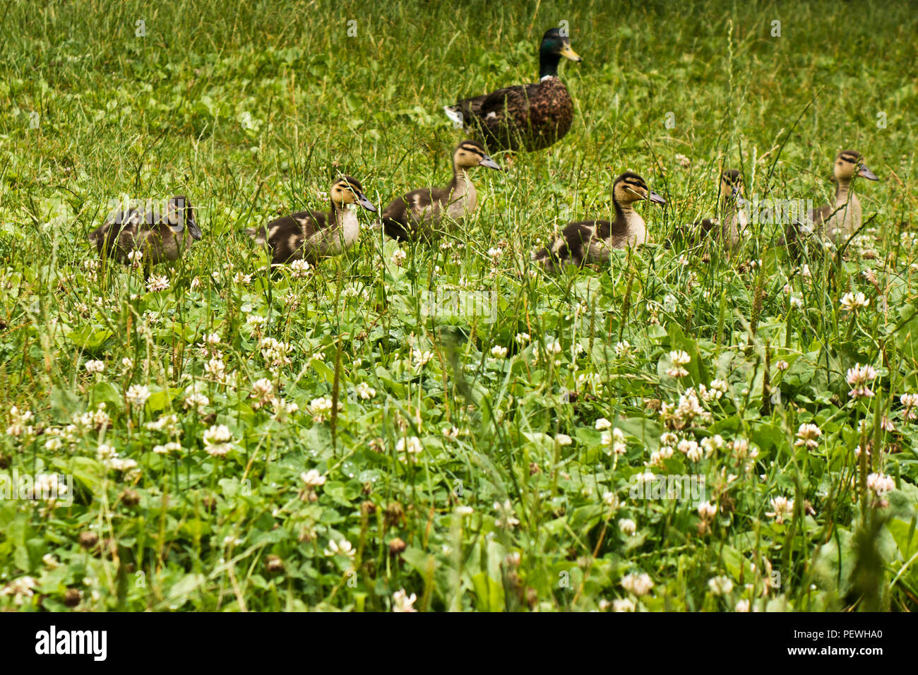Mallard duck and her offspring walking in grass Stock Photo