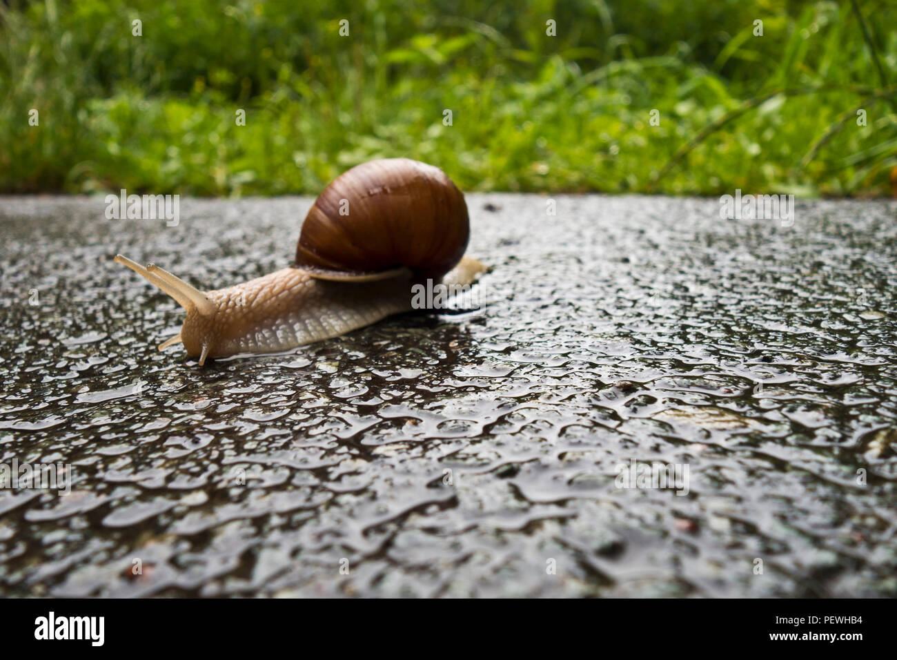 land snail on a wet road Stock Photo