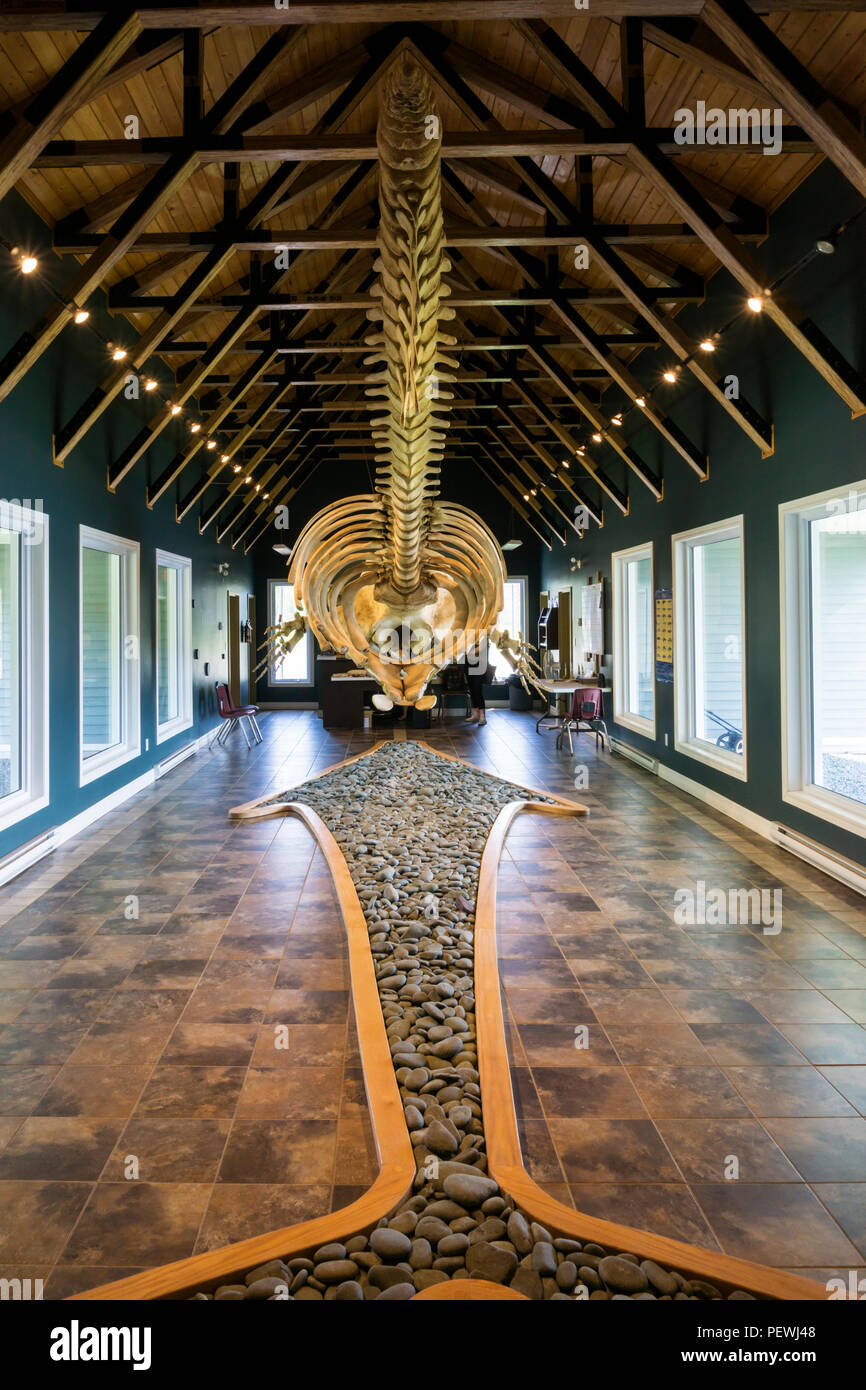 Skeleton of sperm whale, Physeter macrocephalus, in the Sperm Whale Pavilion at Triton, Newfoundland. Stock Photo