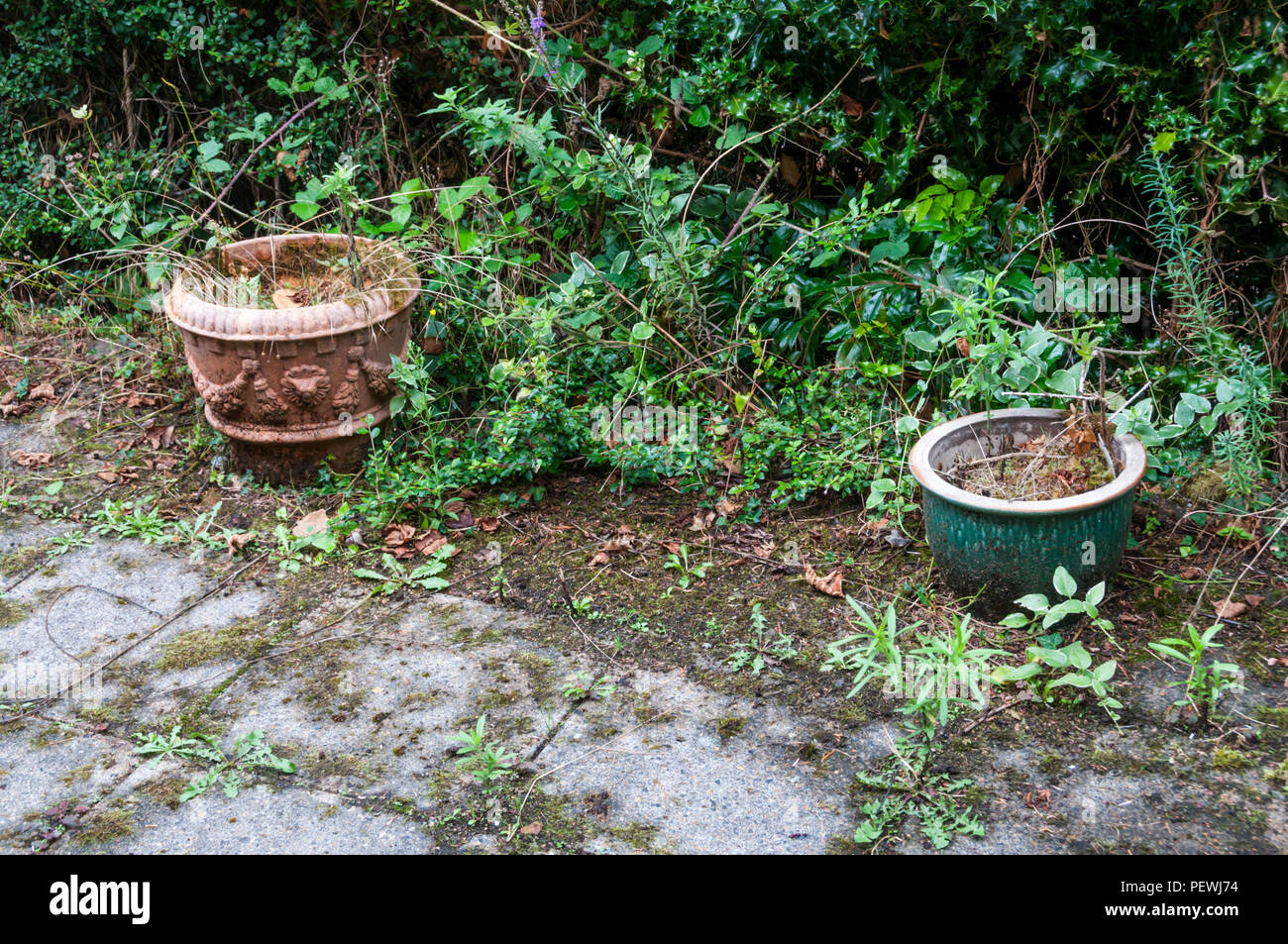 Pots on an overgrown garden terrace. Stock Photo