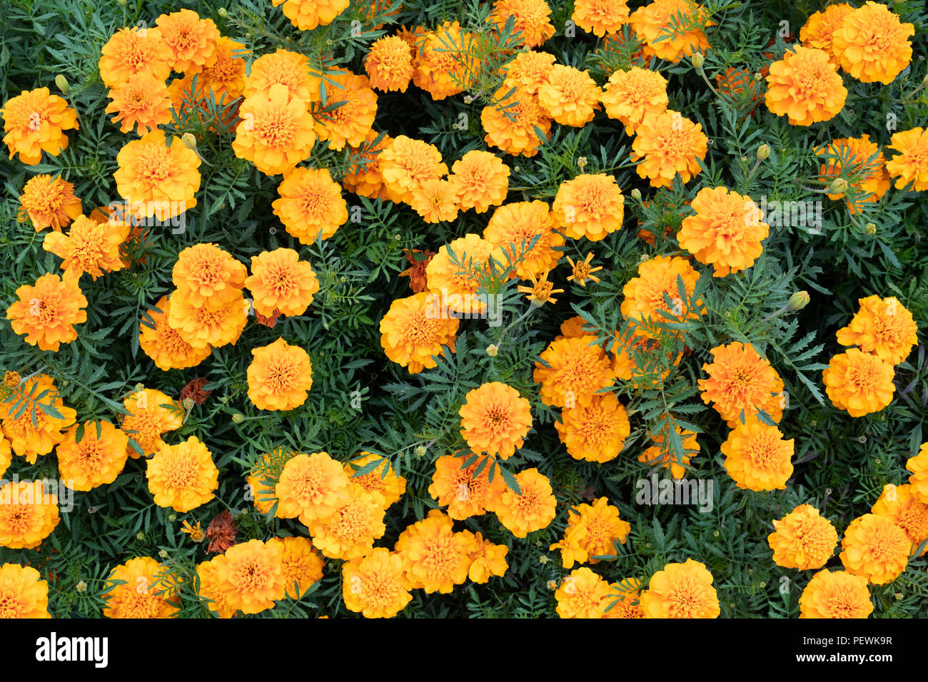 Tagetes patula 'Bonanza orange'. French marigold flowers Stock Photo