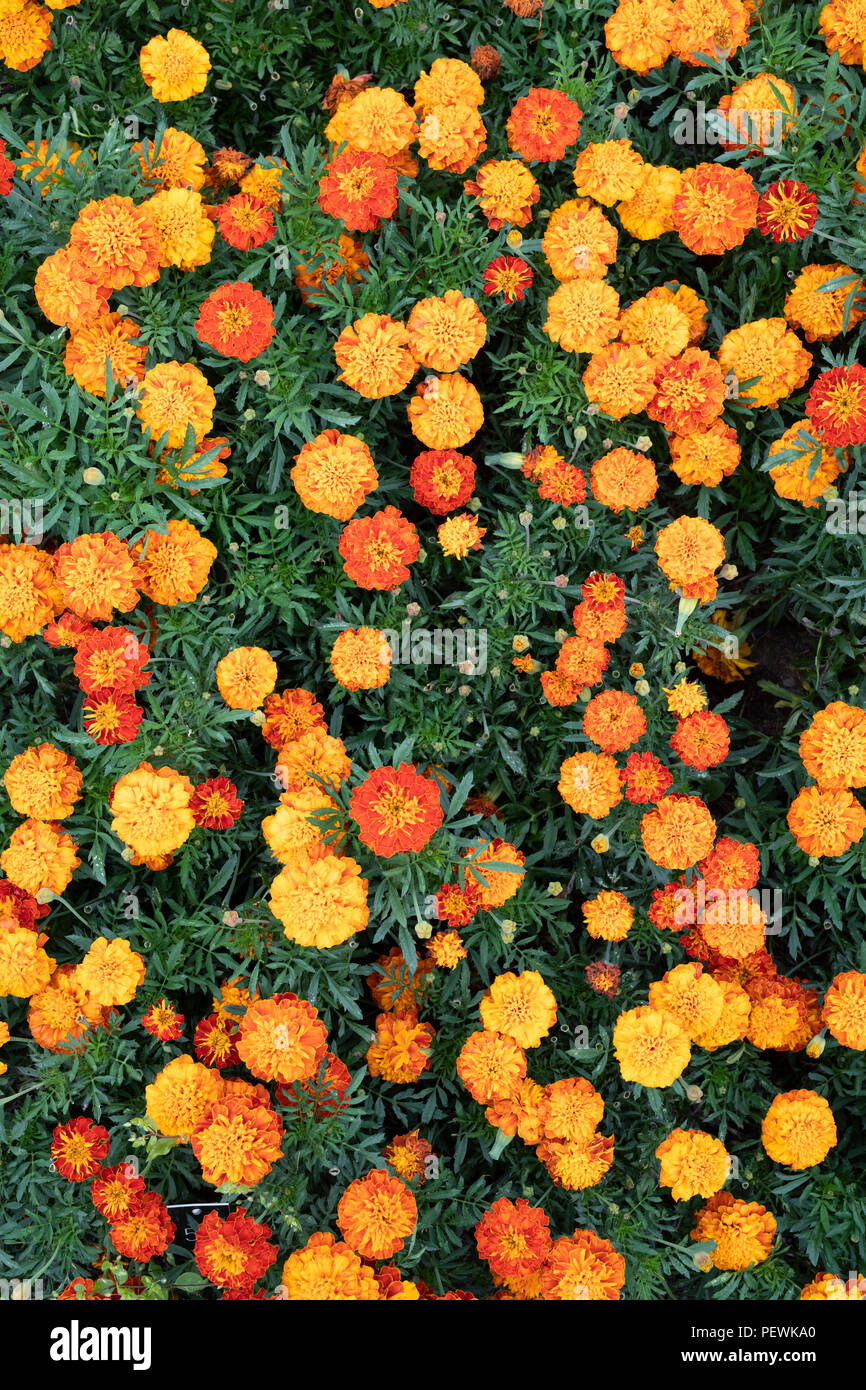 Tagetes patula 'Cresta harmony'. French marigold flowers Stock Photo