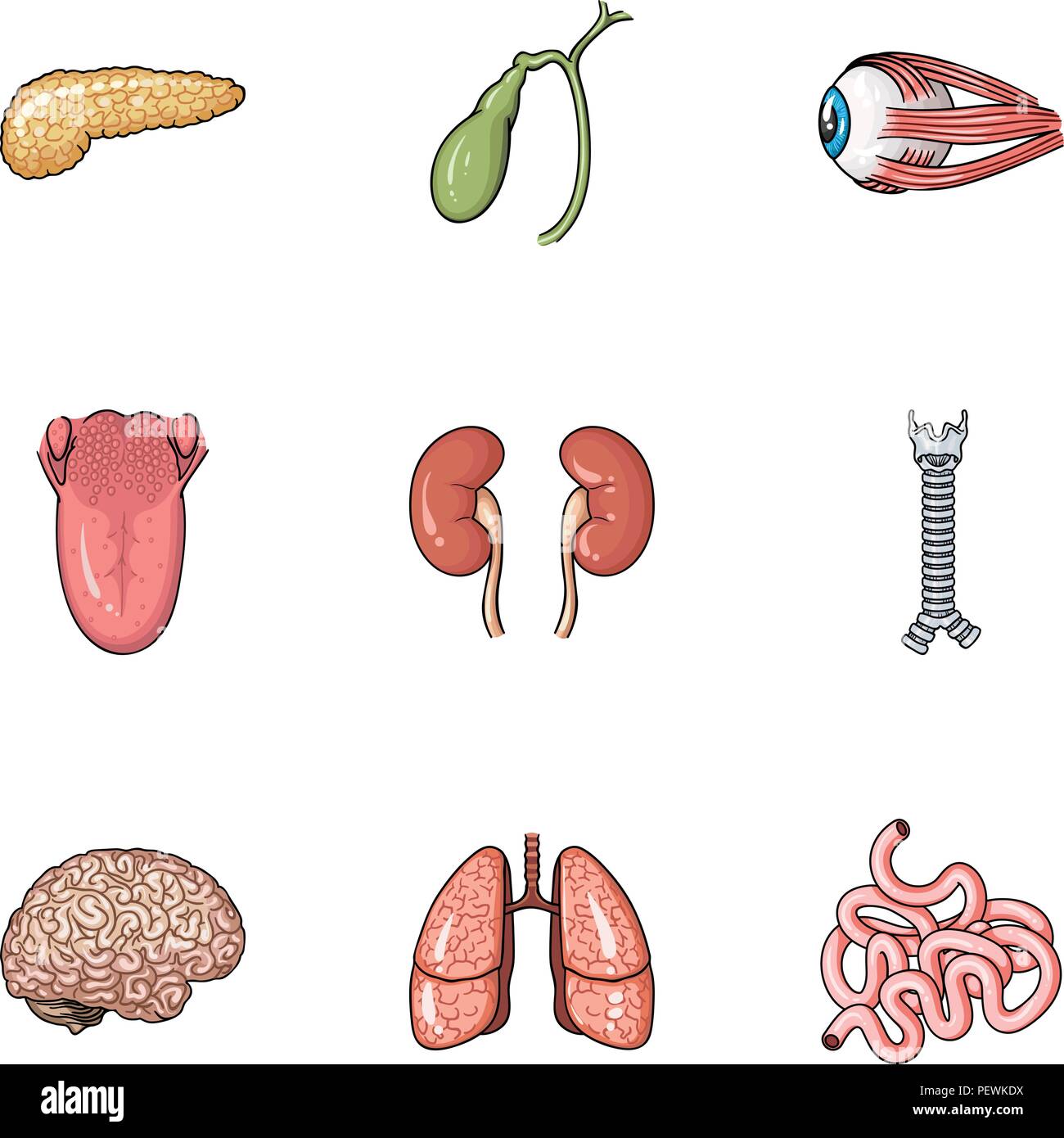 Human organs set icons in cartoon design. Big collection of human ...