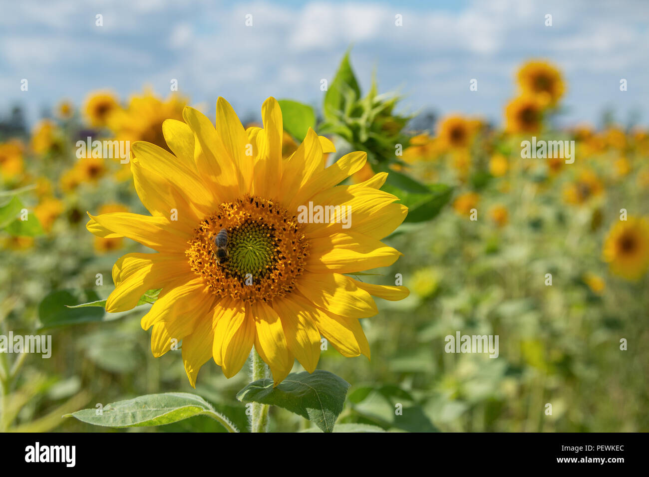 Sunflower on a field of sunflowers on a beautiful sunny day Stock Photo ...
