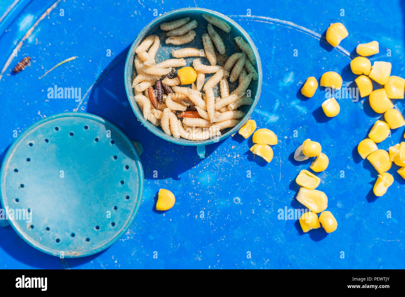 Many maggots in a plastic jar and corn kernels for fishing on a blue surface Stock Photo