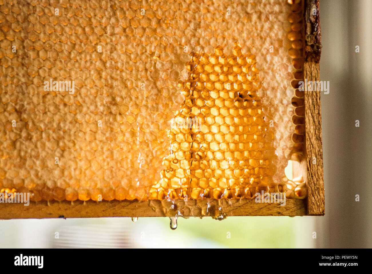 harvesting honey at home Stock Photo Alamy