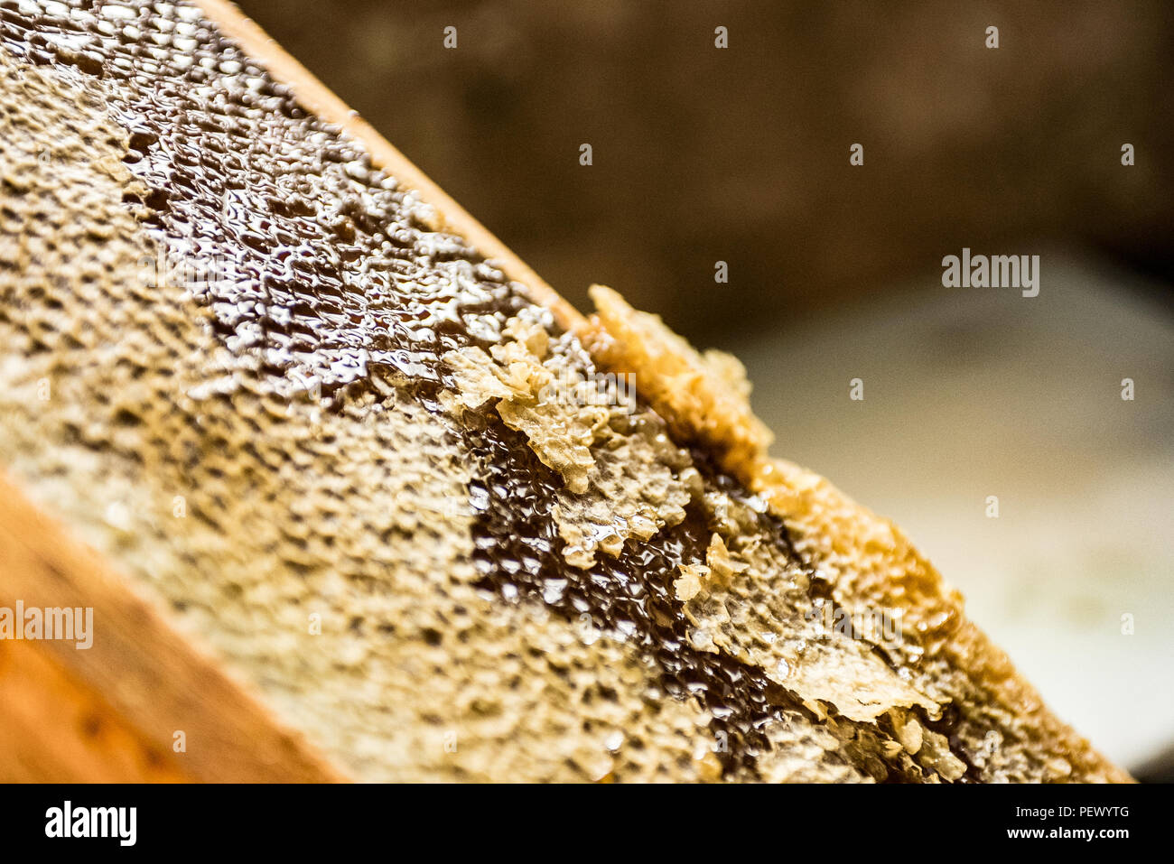 harvesting honey at home Stock Photo Alamy