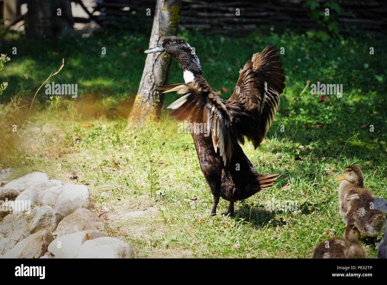 Motherly stroll Stock Photo