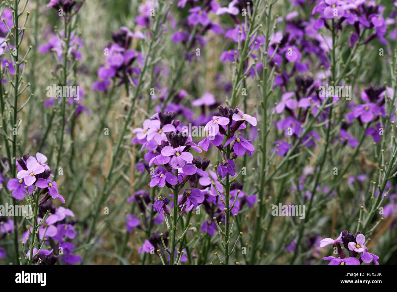 Erysimum 'Bowles Mauve' flowers Stock Photo