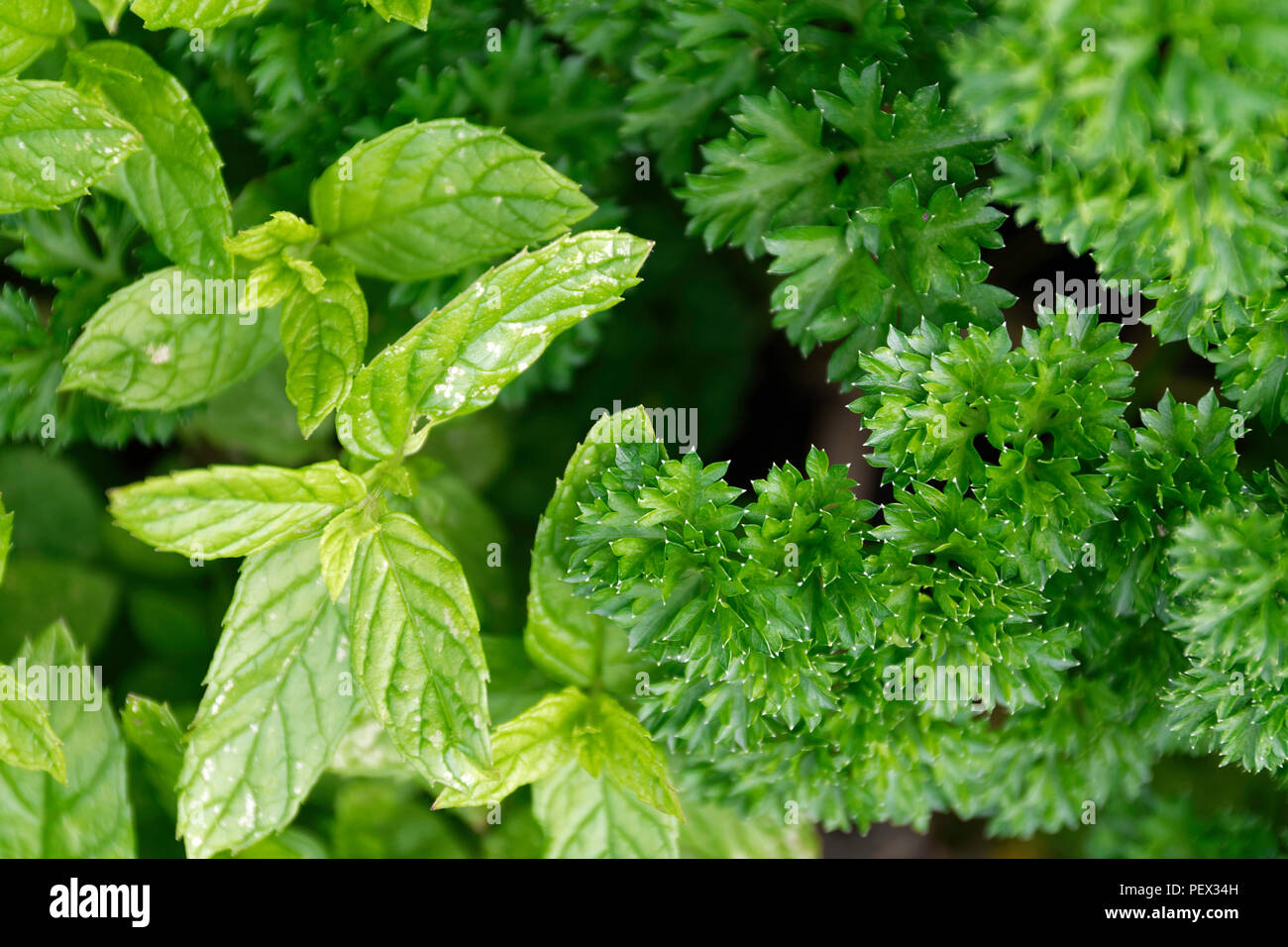 Mint and Parsley plants growing together Stock Photo Alamy
