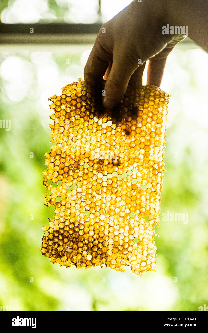 harvesting honey at home Stock Photo Alamy
