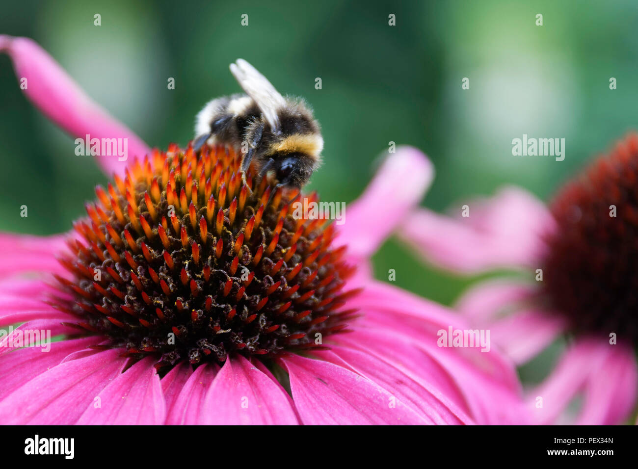 Bumblebee feeding on Echinacea Purpurea 'Magnus' Stock Photo