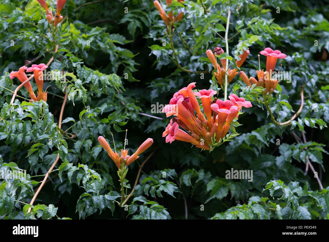 Trumpet Wine or Campsis radicans flowers climbing on the wall Stock Photo