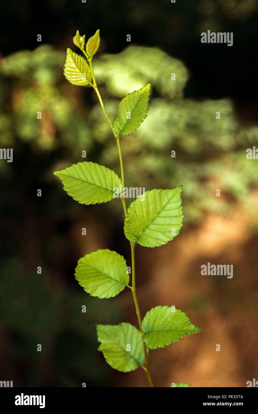 Thin branch tree green leaves hi-res stock photography and images - Alamy